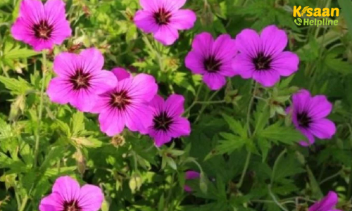 Geranium (जिरेनियम)